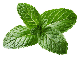 green mint leaves isolated on white background PNG. GENERATIVE AI