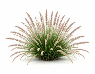 Ornamental Grass Plant Isolated on White Background for Landscaping