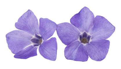 Lilac wild flower isolated on white background.