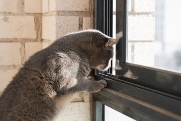 A gray cat curiously explores a window, placing its paws on the frame while gazing outside. The...