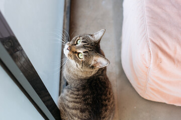 A tabby cat with green eyes sits near a glass window, gazing upward with curiosity. Its whiskers...