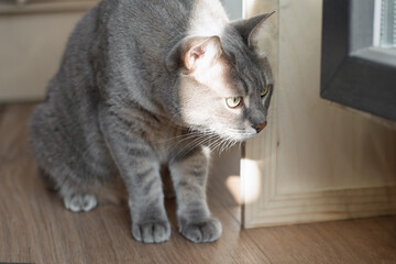 A grey tabby cat with green eyes crouches on a wooden floor, bathed in natural sunlight. The feline appears alert and focused, its whiskers illuminated by the light. 