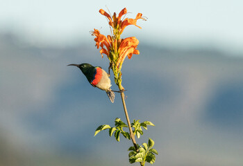 Southern double-collared sunbird or lesser double-collared sunbird (Cinnyris chalybeus) clinging to cape honeysuckle flower against blurred blue background