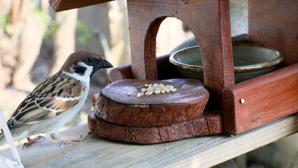 餌台の米を食べるスズメ