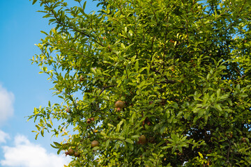 Pomegranate tree flourishing under bright blue sky in a sunny garden during summer
