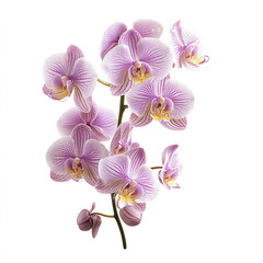 Pink orchid flowers on white background, showcasing delicate beauty