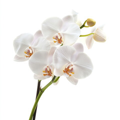 White orchid flowers on stem isolated on white background