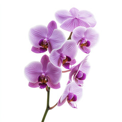 Fototapeta premium Purple orchid flowers on white background, elegant and vibrant