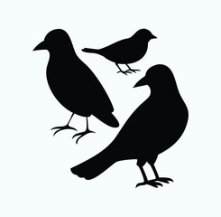Obraz premium Silhouette of Three Birds - Black Bird Silhouettes on White Background