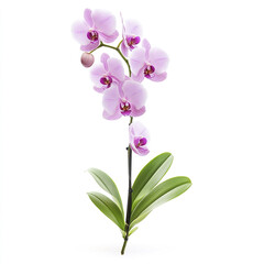 Pink orchid with green leaves isolated on white background