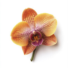 Orchid with vibrant colors isolated on white background