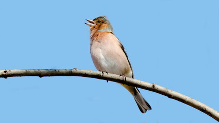 blue tit perched on a branch