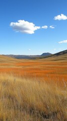 Obraz premium Golden Field of Swaying Grass Under a Bright Blue Sky