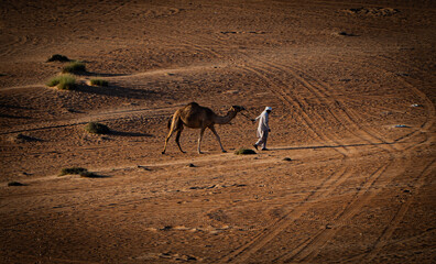 camel in the desert