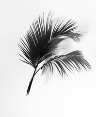 Obraz premium Palm tree branch isolated on white background