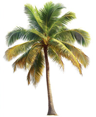 Obraz premium Isolated palm tree on white background with lush green leaves
