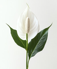 Obraz premium Peace lily with white bloom and green leaves on white background