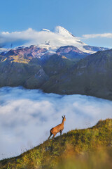 Mountain landscape, mountain goat against the background of Mount Elbrus, gorge fog, Caucasus