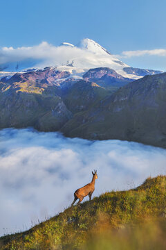 Mountain landscape, mountain goat against the background of Mount Elbrus, gorge fog, Caucasus