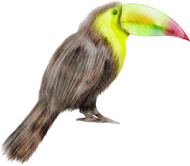 watercolor toucan