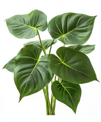 Obraz premium Lush green philodendron leaves isolated on white background