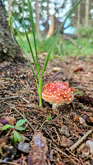 amanita muscaria fly agaric mushroom