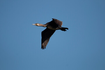 A great cormorant is flying up in the sky. Freeze scene. Phalacrocorax carbo.
