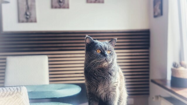 Artistic photography of a British short hair cat, gray fur and orange eyes looking to side, indoors. Wooden wall panels in back