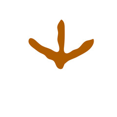 Animals footprints
