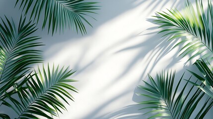 Palm leaves frame on white background with sunlight shadows.