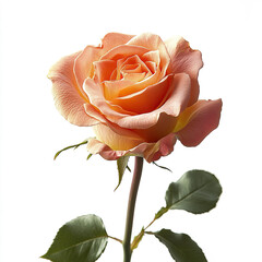Peach rose isolated on white background with green leaves