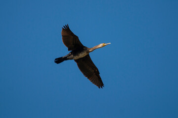 A great cormorant is flying up in the sky. Freeze scene. Phalacrocorax carbo.