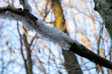 ice beard on a branch in winter at the veluwe
