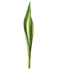 Obraz premium Sansevieria leaf isolated on white background