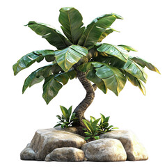 Dwarf Banana Tree isolated on transparent background