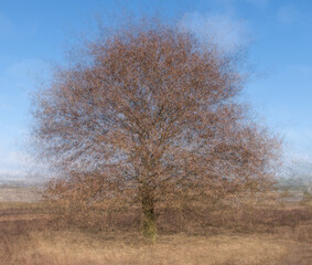 Solitairy pine in pep ventosa technique at the veluwe