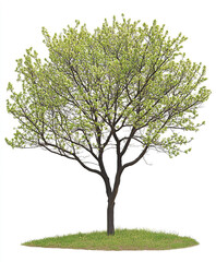 Obraz premium spring tree with fresh green leaves isolated on white