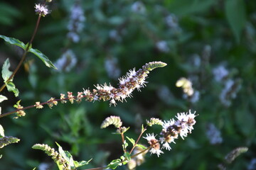 Fresh Mint Blossom in Full Bloom
