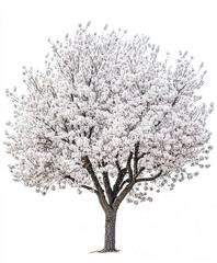 Naklejka premium spring tree with white blossoms isolated on white background