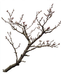 spring tree branch with budding flowers isolated on white