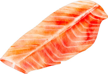 watercolor salmon meat