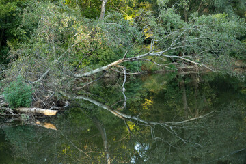 Beautiful reflection of trees in calm river water.

