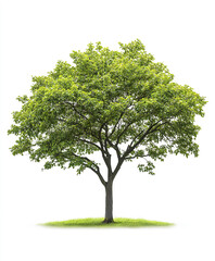 Obraz premium lush green tree stands isolated on white background