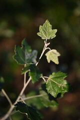 Portrait of a green plant with a beautiful background blur.
