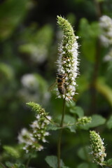 Fresh Mint Blossom in Full Bloom
