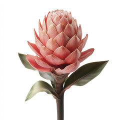 Torch ginger flower with green leaves isolated on white background