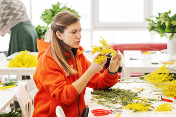 A florist girl prunes mimosa flowers with pruning shears. The girl is sitting in a classroom and is...