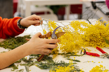 The hands of a florist's girl are pruning the branches of a flowering mimosa with pruning shears....