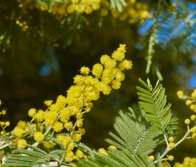 Mimosa blooming close up macro