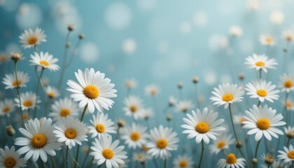 Obraz premium Serene Daisy Field Elegant White Daisies on Soft Blue Background